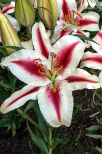 Lilium Hachi