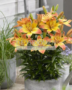 Lilium Happy Memories