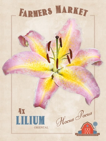 Lilium Hocus Pocus | Capper 5 x 16