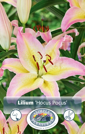 Lilium Hocus Pocus | Capper 5 x 16