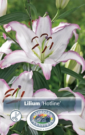 Lilium Hotline | Capper 5 x 16