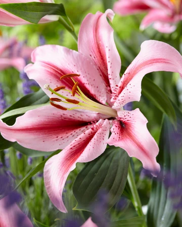 Lilium Jaybird