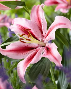 Lilium Jaybird