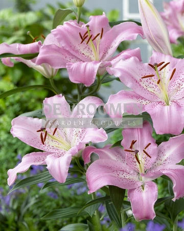 Lilium Josephine | 200 pce