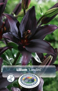 Lilium Landini | Capper 5 x 16