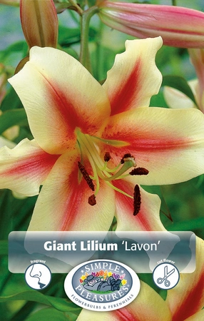 Lilium Lavon | Capper 5 x 16