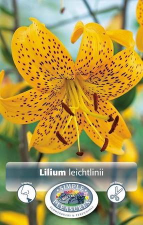 Lilium leichtlinii | Capper 5 x 16