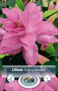 Lilium Lotus Dream | Capper 5 x 16