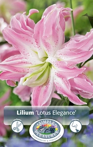 Lilium Lotus Elegance | Capper 5 x 16