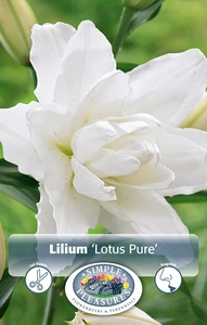 Lilium Lotus Pure | Capper 5 x 16