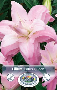 Lilium Lotus Queen | Capper 5 x 16