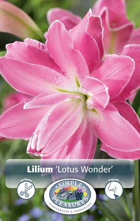 Lilium Lotus Wonder | Capper 5 x 16