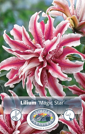 Lilium Magic Star | Capper 5 x 16