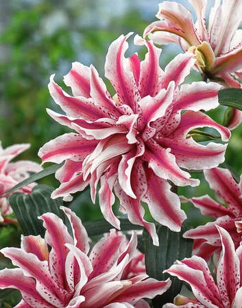 Lilium Magic Star - image 2