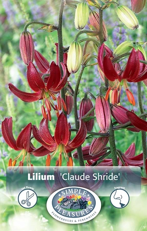 Lilium Martagon Claude Shride | Cappers 2 x 15