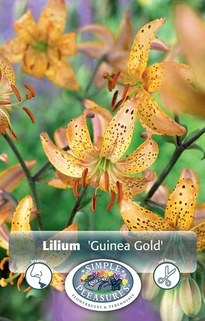 Lilium Martagon Guinea Gold | Cappers 2 x 15