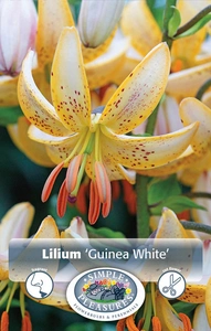 Lilium Martagon Guinea White | Cappers 2 x 15