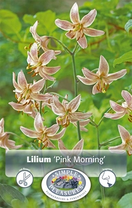 Lilium Martagon Pink Morning | Cappers 2 x 15