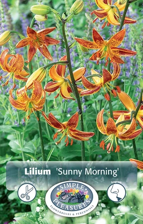 Lilium Martagon Sunny Morning | Cappers 2 x 15