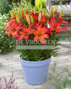 Lilium Matrix