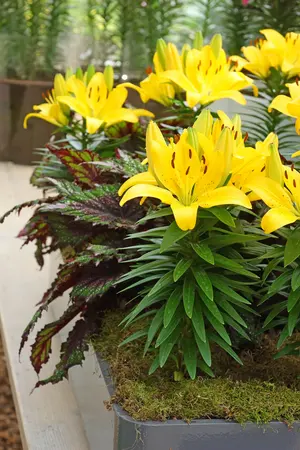 Lilium Matrix Golden