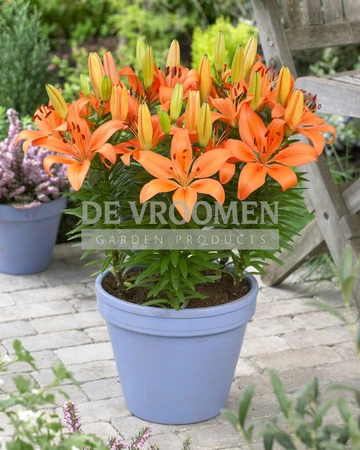 Lilium Matrix Orange | 400 pce