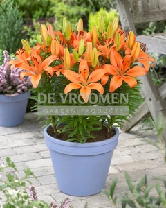 Lilium Matrix Orange