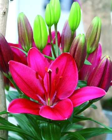 Lilium Matrix Red aka Buzzer (asiatic)