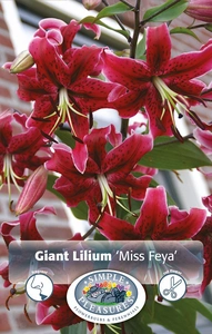 Lilium Miss Feya | Capper 5 x 16