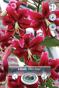 Lilium Miss Feya | 75 pce