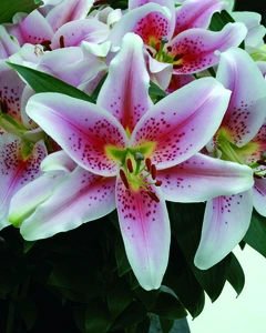 Lilium Mona Lisa (oriental)