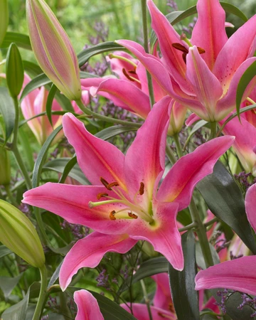 Lilium Mount Cook