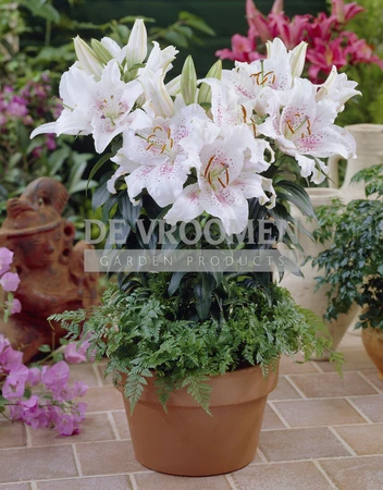 Lilium Muscadet PBR | 200 pce