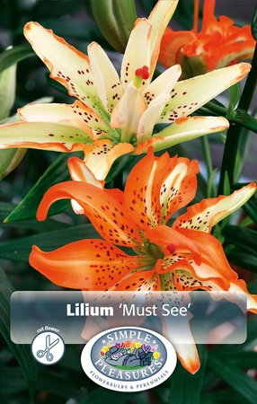 Lilium Must See | Capper 5 x 16