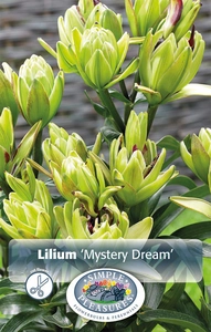 Lilium Mystery Dream | Capper 5 x 16