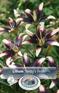 Lilium Netty' s Pride | Capper 5 x 16