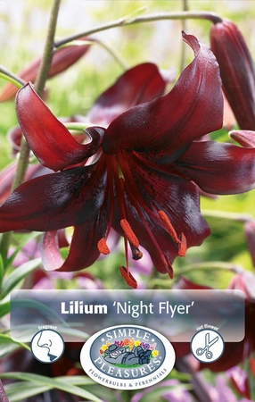 Lilium Night Flyer | Capper 5 x 16