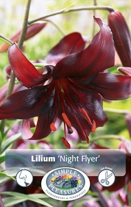 Lilium Night Flyer | Capper 5 x 16