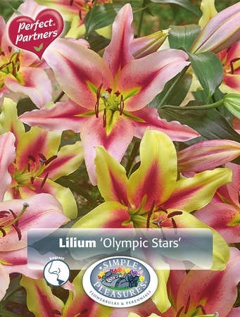 Lilium Olympic Stars | Capper 5 x 16