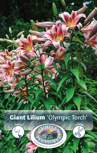 Lilium Olympic Torch | Capper 5 x 16