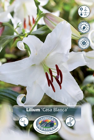 Lilium Oriental Casa Blanca | 75 pce