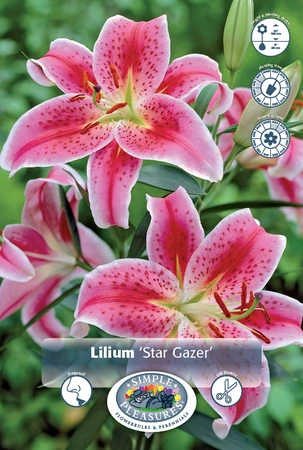 Lilium Oriental Star Gazer | 75 pce