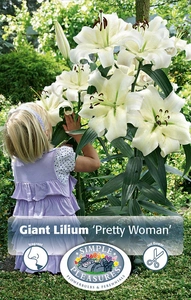 Lilium Pretty Woman | Capper 5 x 16