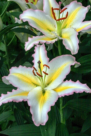 Lilium Primrose Hill