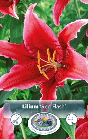 Lilium Red Flash | Capper 5 x 16