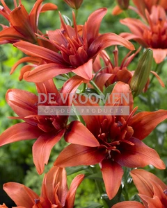 Lilium Red Twin | 400 pce