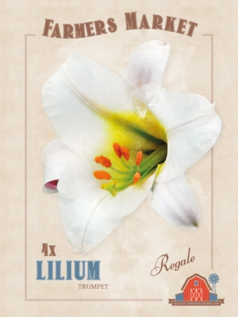 Lilium Regale | Capper 5 x 16