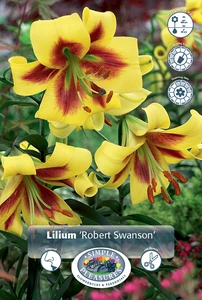 Lilium Robert Swanson | 75 pce