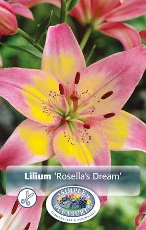 Lilium Rosella's Dream | Capper 5 x 16