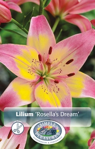 Lilium Rosella's Dream | Capper 5 x 16